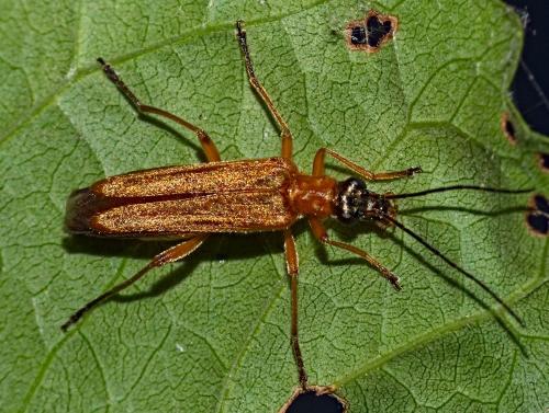 Oedemera podagrariae